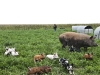 Piglet stampede!